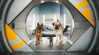Кошки против собак: Месть Китти Галор